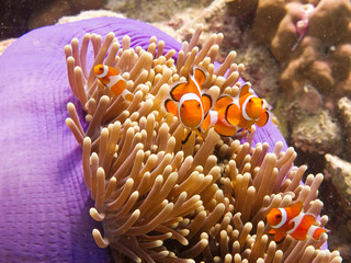 Naklejka na ściany i meble Anemone fish (clownfish) in an anemone