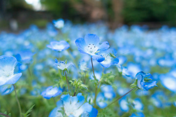Close up of nemophila flowers (baby blue eyes)
