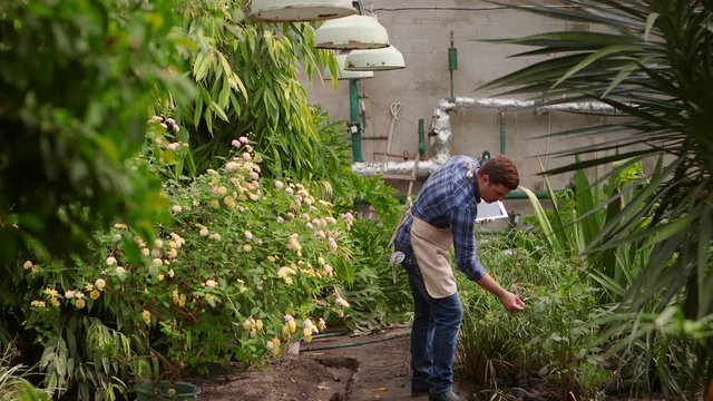 Agronomist man with tablet conducts inspection of growing plants on greenhouse and puts the indicators.