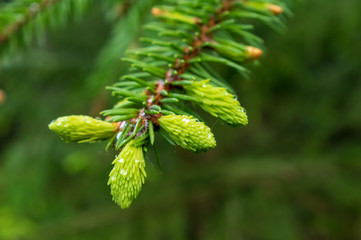 fresh spruce tips in a forest near Neundorf a.d. Eigen in May 2019