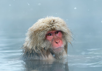 The Japanese macaque at Jigokudani hotsprings. Japanese macaque,Scientific name: Macaca fuscata, also known as the snow monkey.