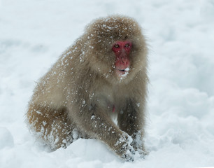 Japanese macaque on the snow. Winter season. The Japanese macaque, Scientific name: Macaca fuscata, also known as the snow monkey.