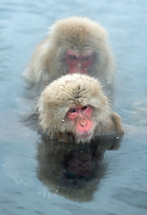 Japanese macaques in the water of natural hot springs. Cleaning procedure. The Japanese macaque, Scientific name: Macaca fuscata, also known as the snow monkey.