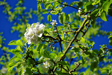 beautiful colors of nature in the spring Park