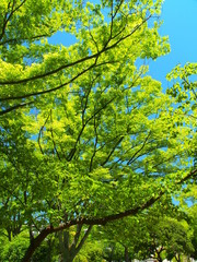 桜と欅の新緑風景