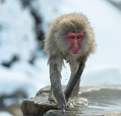 Wet Japanese macaque on the stone at natural hot springs in Winter season. The Japanese macaque ( Scientific name: Macaca fuscata), also known as the snow monkey.