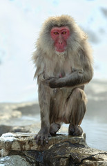 Wet Japanese macaque on the stone at natural hot springs in Winter season. The Japanese macaque ( Scientific name: Macaca fuscata), also known as the snow monkey.