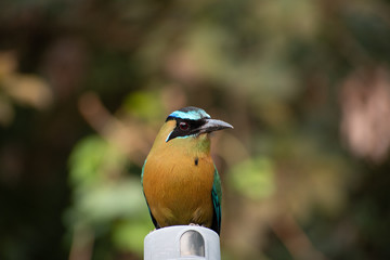 National bird: Torogoz, posing over a lamp sensor.