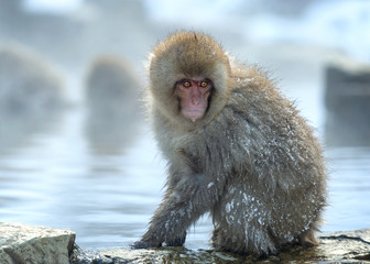Japanese macaque near the natural hot springs. The Japanese macaque, Scientific name: Macaca fuscata, also known as the snow monkey. Natural habitat, winter season.