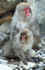 Japanese macaques. Natural hot spring. Winter season. The Japanese macaque, Scientific name: Macaca fuscata, also known as the snow monkey.