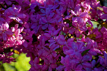 beautiful colors of nature in the spring Park