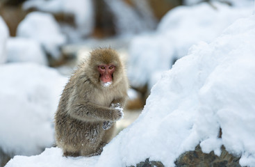 Japanese macaque on the snow. Winter season. The Japanese macaque, Scientific name: Macaca fuscata, also known as the snow monkey.