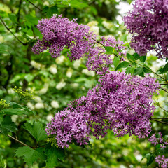 Spring bloom of pink-purple lilac Syringa microphylla bushes on green blurred background. Selective focus. Nature concept for design