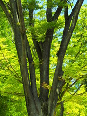 新緑の欅の大木と青空