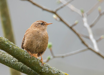 Zaunkönig auf einem Ast