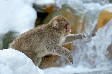 Japanese macaque in jump. Macaque jumps through a natural hot spring. Winter season. The Japanese macaque, Scientific name: Macaca fuscata, also known as the snow monkey.