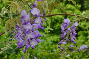 purple bunch flowers in garden