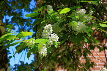 Obraz premium beautiful colors of nature in the spring Park