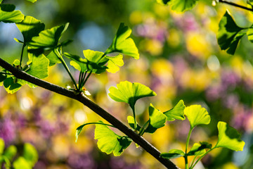 Close-up brightly green leaves of Ginkgo tree (Ginkgo biloba), known as gingko, in soft focus against green, purple and yellow bokeh background. Natural light of sunny day. Nature concept for design