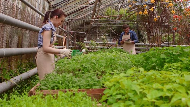 Workers in greenhouse, woman agronomist with tablet inspected seedlings, man gardener is watering plants.