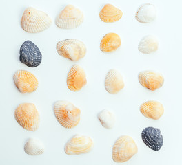 shells isolated on white background