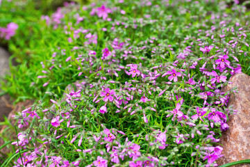 Beautiful many lilac flowers after rain among granite stones