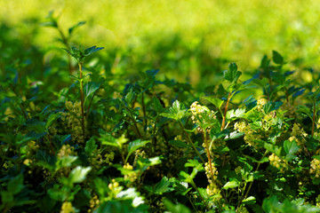 beautiful colors of nature in the spring Park