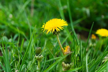 Dandelions in a meadow