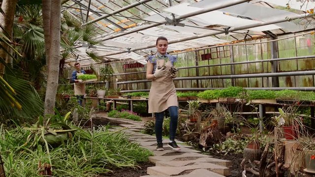 Workers gardeners man and woman in aprons are working in a greenhouse.