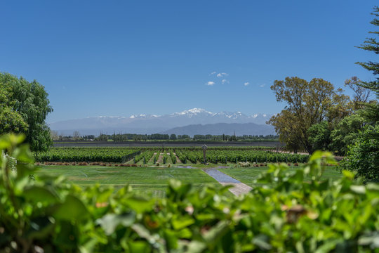 grape vineyard - Wine - Mendonza