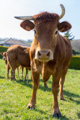 Vache à corne