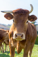 Vache à corne