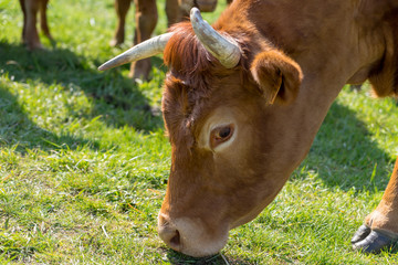 Vache à corne