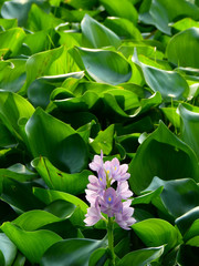 flower of water hyacinth in the pond
