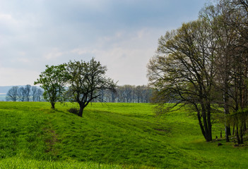 Fototapeta na wymiar slope at the edge of a forest near Neundorf a.d. Eigen in Germany in May 2019
