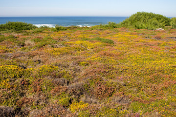 Green and yellow moss and grass on Atlantic ocean coast. Summer seashore with splashing waves on horizon.  Scenic seascape. Colorful field on coastline. Summer nature. Travel in Europe. 