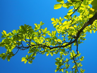 ハクモクレンの若葉と青空