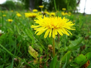 Gelbe Blume als Macro im Frühling 