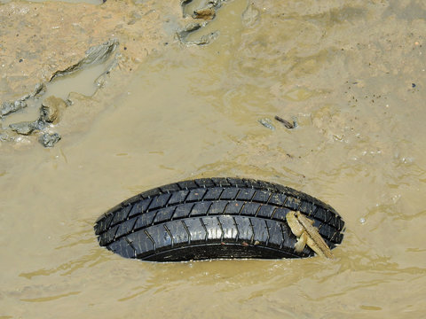 Mudskipper ( Periophthalmodon schlosseri ) on tire in wetlands