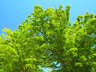 新緑の欅の大木と青空