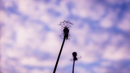 Withered dandelions agains dreamy fluffy clouds