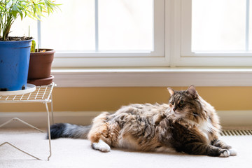 Cute large maine coon calico cat inside home lying down on carpet floor in house living room by windows and plants