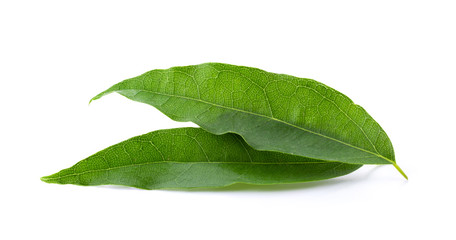 Fototapeta na wymiar Bai-ya-nang (Thai name) (Tiliacora triandra). Thai herb full depth of field