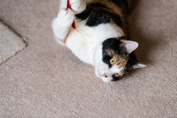 Closeup of playful calico cat lying on back playing with red string in living room home on carpet floor catching it with paws looking away distracted