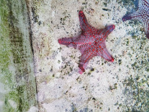Estrella de Mar