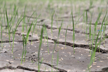 The rice plant is growing out of the grain that is sown in the ground that is broken.