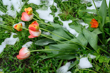 Von Schnee niedergedrückte Tulpen, Kapuzinerfriedhof, Luzern, Schweiz