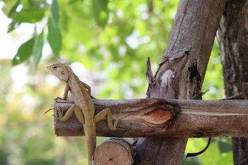 The lizard is on the tree. The lizard tried to camouflage the environment.