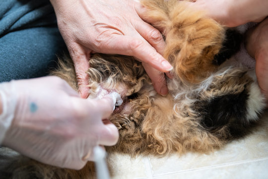 Closeup of calico maine coon cat behind receiving enema bulb overweight constipated sick feline people hands at home veterinarian petroleum jelly lube