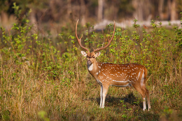 Spotted deer in the grasslands of Kanha National Park in India